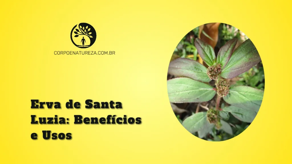 erva de santa luzia