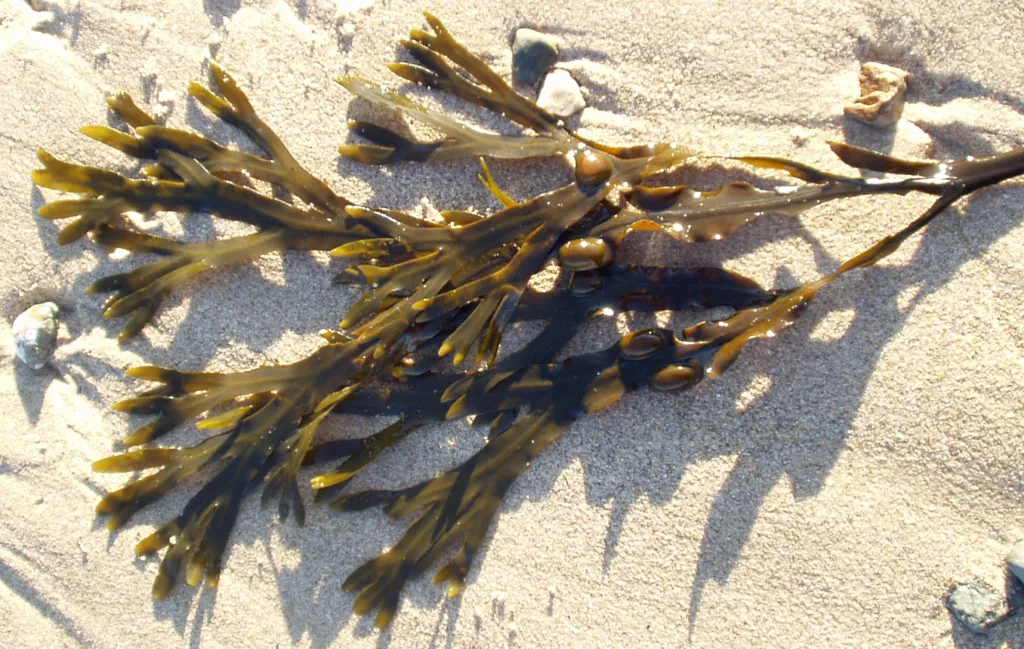Bladderwrack