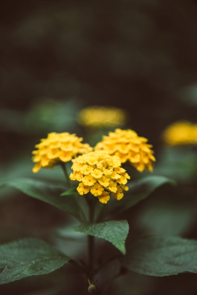 óleo essencial de lantana camara